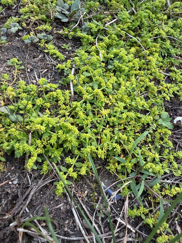 Smooth Rupturewort