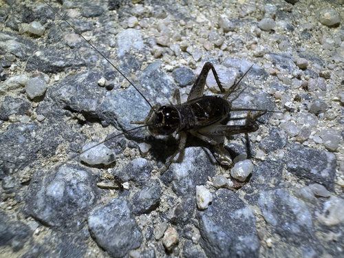 Japanese Burrowing Cricket