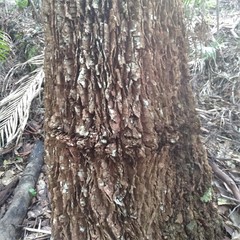 Allocasuarina torulosa