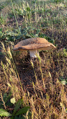 Amanita muscaria flavivolvata