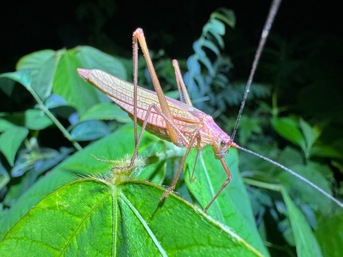 Elimaea fallax
