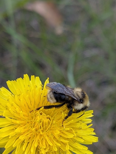 Yellowish Cuckoo Bumble bee