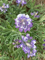 Lupinus bingenensis