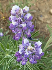 Lupinus bingenensis