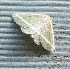 Mixocera latilineata