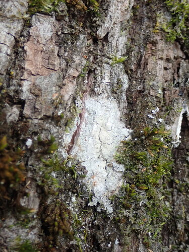 Whitewash Lichen