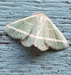 Mixocera latilineata