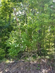 Philadelphus inodorus