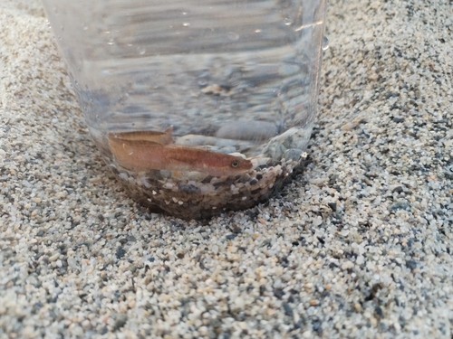 Shore Rockling