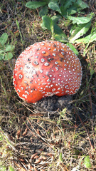 Amanita muscaria flavivolvata