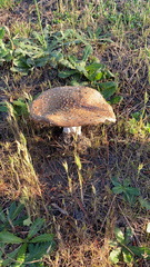 Amanita muscaria flavivolvata