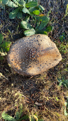 Amanita muscaria flavivolvata
