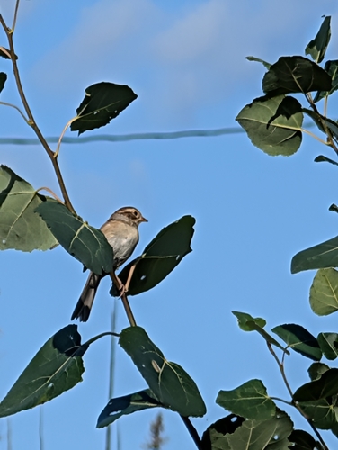 Clay-colored Sparrow