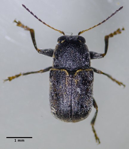 Pachybrachis donneri