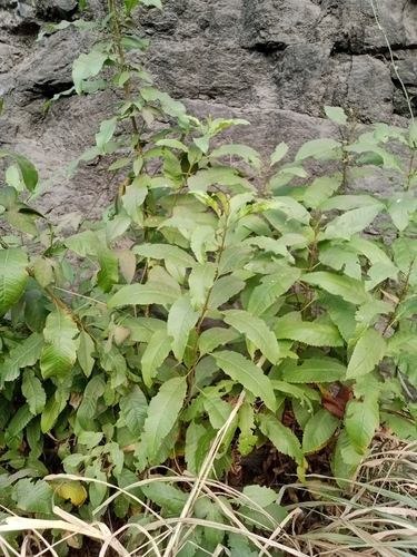 Tecoma castanifolia
