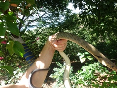 Drymarchon melanurus melanurus