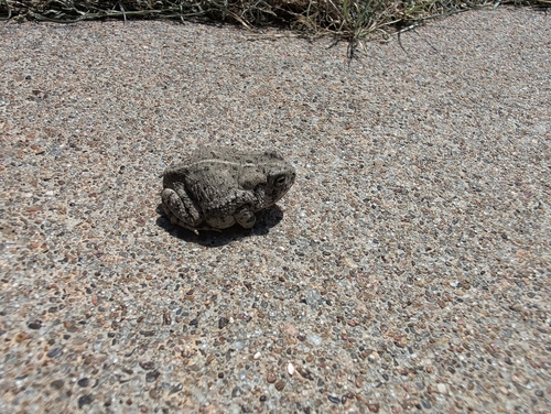 Woodhouse's Toad observed by kcasey4