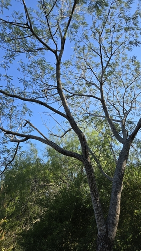 Leucaena pulverulenta