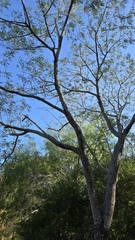 Leucaena pulverulenta