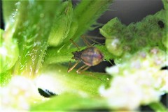 Microlophium carnosum
