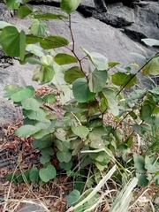 Bauhinia aculeata