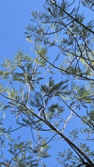 (c) Nicole, some rights reserved (CC BY) Leucaena pulverulenta, photograph (c) Nicole, some rights reserved (CC BY)