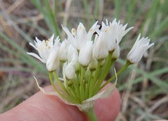Allium fraseri