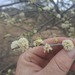 Acacia mellifera