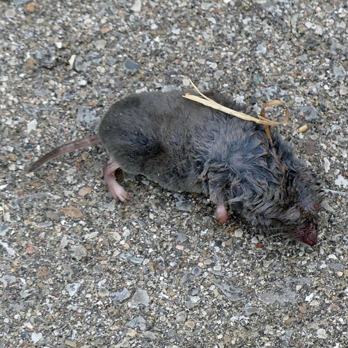 Northern Short-tailed Shrew observed by colleencraig