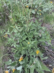 Wyethia amplexicaulis