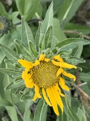 Wyethia amplexicaulis