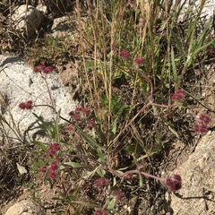 Chorizanthe douglasii