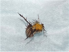 Pseudacraea lucretia tarquinea