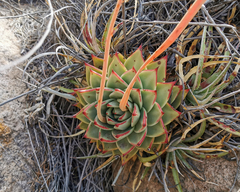 Echeveria agavoides