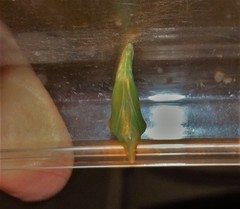 Pseudacraea lucretia tarquinea