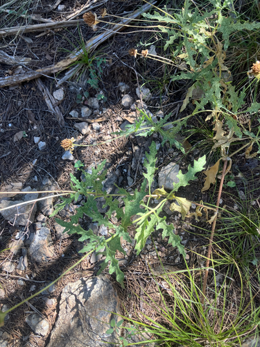 Tetragonotheca texana, 2026-08-12