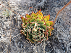 Echeveria agavoides