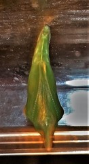 Pseudacraea lucretia tarquinea