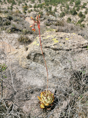 Echeveria agavoides