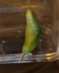 Pseudacraea lucretia tarquinea