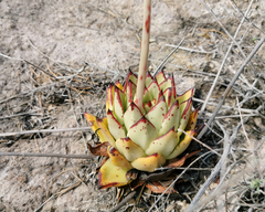 Echeveria agavoides