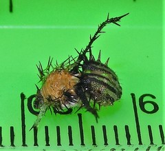 Pseudacraea lucretia tarquinea