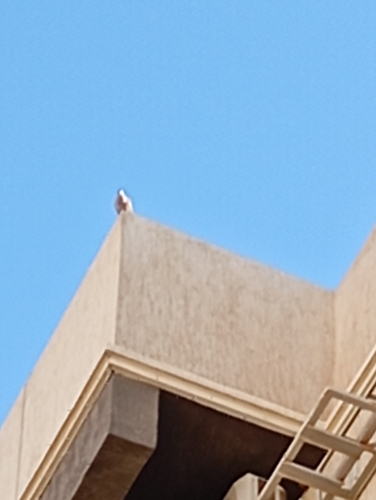 Eurasian Collared-Dove