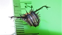 Pseudacraea lucretia tarquinea