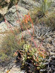 Echeveria agavoides
