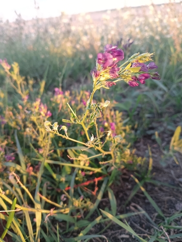 Alfalfa