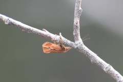 Psychoglypha