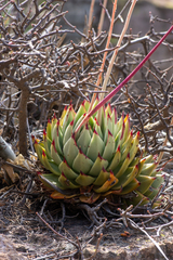 Echeveria agavoides