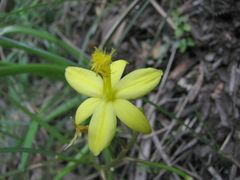 Bulbine vagans