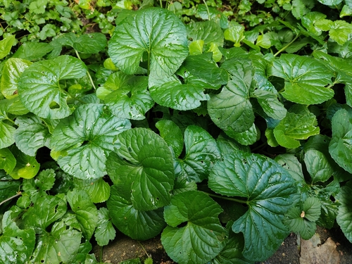 Наблюдение на iNaturalist